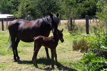 Reiten in den Anden, Chile und Argentinien: auf der weide